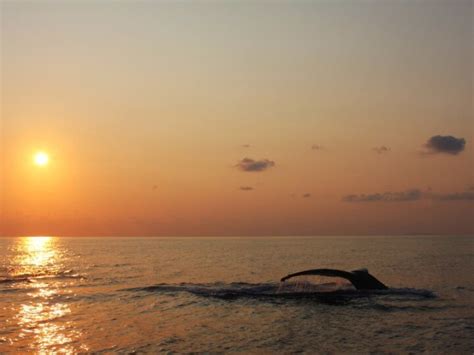 Dolphin & Whale Watching in Madeira: 13 Best Tours - Eternal Arrival