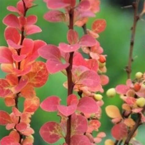 Berberis thunbergii ‘Erecta’ – Rasadnika BioJela