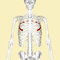 categoryfifth ribs wikimedia commons