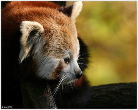zootier (Forum für Naturfotografen)