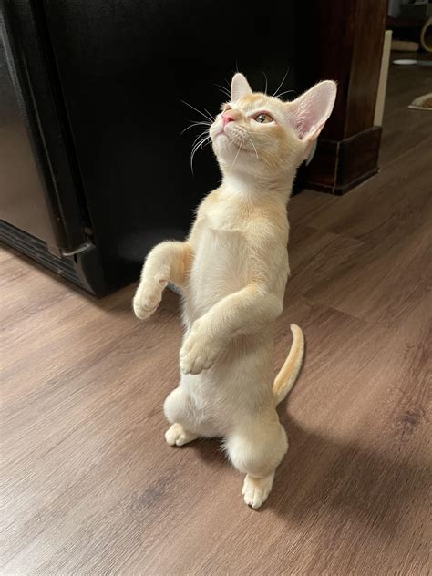 10000 best Standing Cat images on Pholder | Photoshopbattles, Whats ...