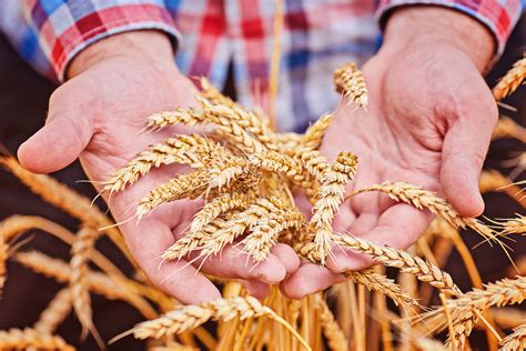 Milling Wheat - Africa Feed and Food