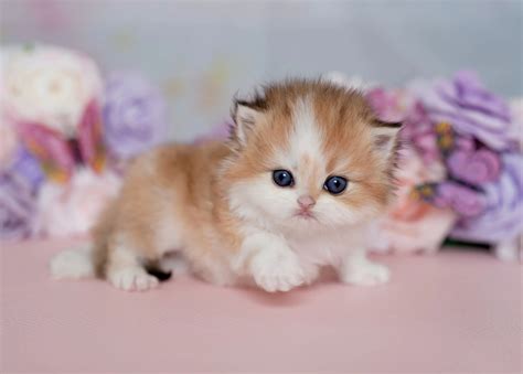 Available Persian Kittens for sale in California | View Current Kittens