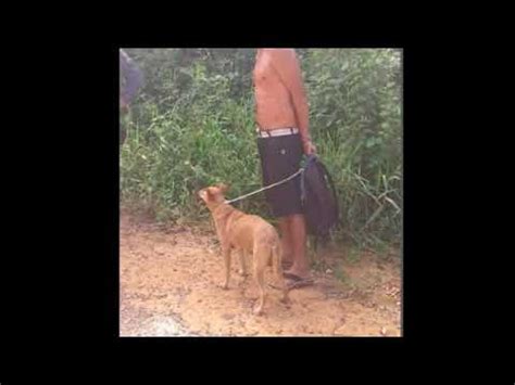 Homem faz sexo com cachorra e apanha da população - YouTube