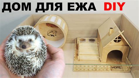 Карликовый ёж. Как сделать идеальную клетку для африканского ежа ...