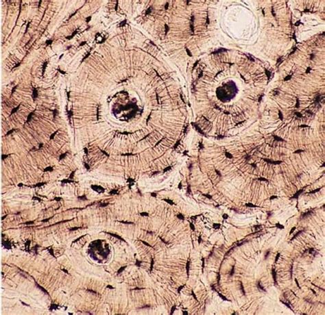 Connective Bone Tissue Microscope | My XXX Hot Girl