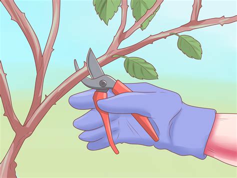 Como Fazer As Rosas Durarem Mais - Como Fazer as Rosas Durarem Mais: 15 Passos (com Imagens)
