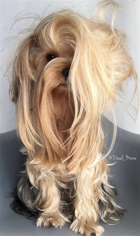 Adorable yorkie haircut styles looks and fashion what s in and what s