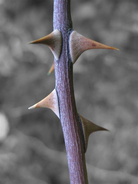 Thorns Free Photo Download | FreeImages