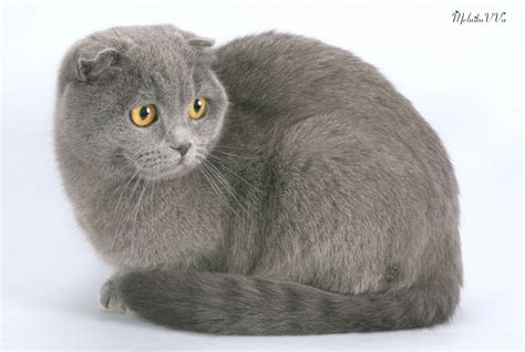 питомник SILVER CLAUD
