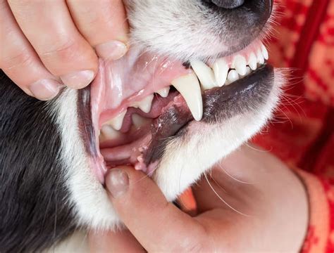 how to tell age of dog by teeth pictures