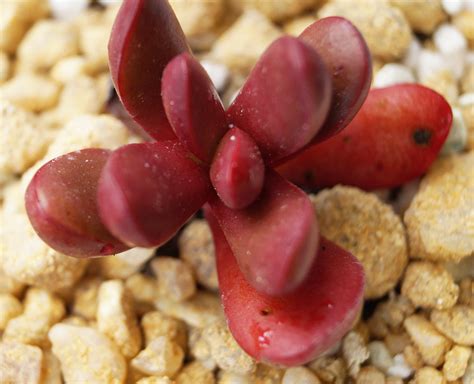 красула crassula clavata / Градина