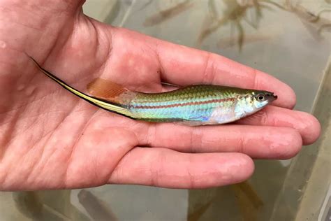 Swordtail Fish: Species Profile & Complete Care Guide