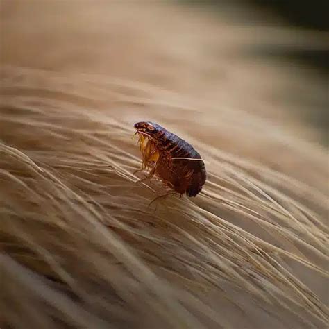How Fleas Reproduce - TermMax - Flea Mating Cycle