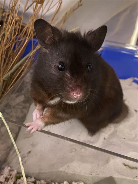 long hair hamsters 6