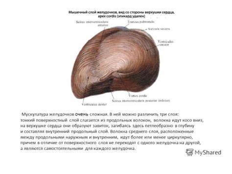 Физиологические свойства сердечной мышцы - презентация онлайн