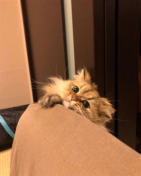 Silly Kitty