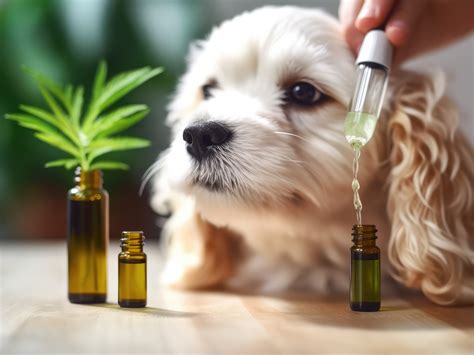 Ease Dog Grooming Anxiety with Top 10 CBD Oils