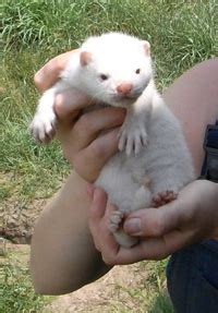 Fun Mink Facts for Kids - Interesting Information about Minks