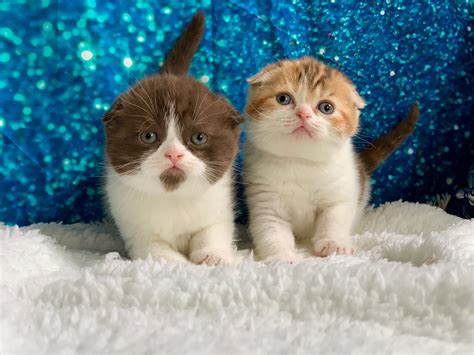 White Scottish Fold Kittens