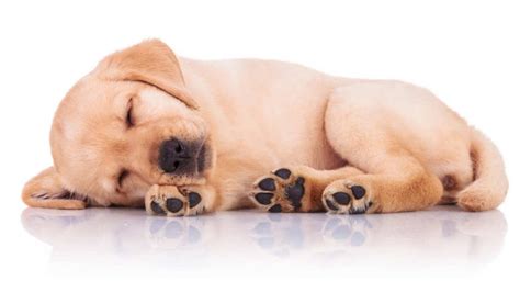 Giardia in dogs