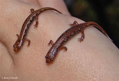 Pygmy salamander - Alchetron, The Free Social Encyclopedia