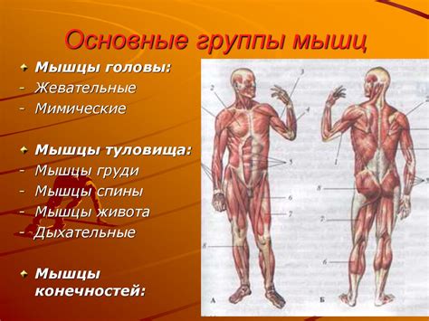 Строение мышц. Обзор мышц человека - online presentation