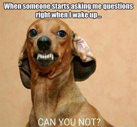 1000+ images about Funny on Pinterest | Funny picture quotes, Memes ...