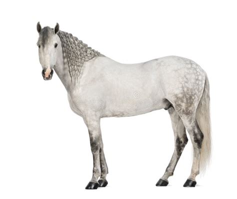 Мыжской Andalusian, 7 лет старых, также известного как чисто испанская ...