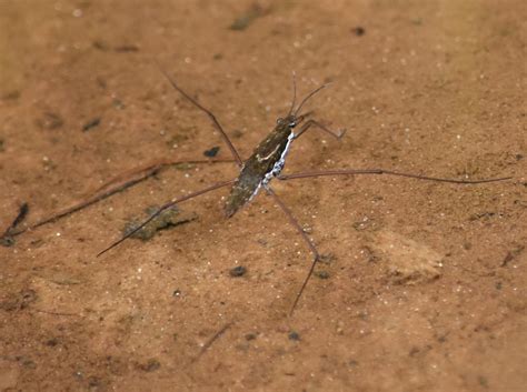 Maryland Biodiversity - View Thumbnails - Family: Gerridae