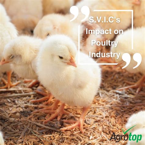Agrotop on LinkedIn: #poultryfarming #innovation #agrotop #svic