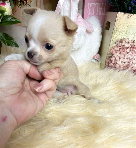 Local adopt chihuahua near me groups debate rescue protocols 4