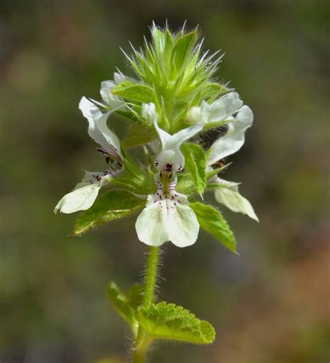 Plantas: Beleza e Diversidade: Recapitulando: Rabo-de-raposa (Stachys ...