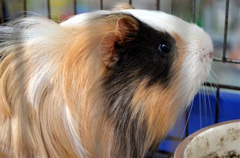 guinea pig  stock photo public domain pictures