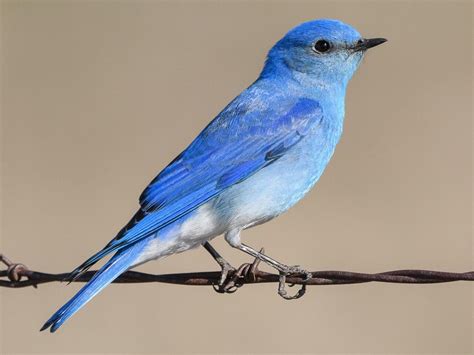 Mountain Bluebird - NestWatch