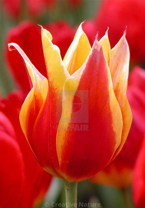 Creative Nature - buy prints & digital downloads