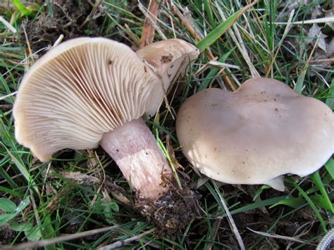 Lepista personata