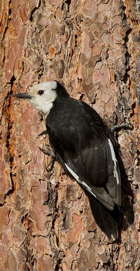 Carpintero blanco - White Woodpecker - Weißspecht - Pic dominicain en ...