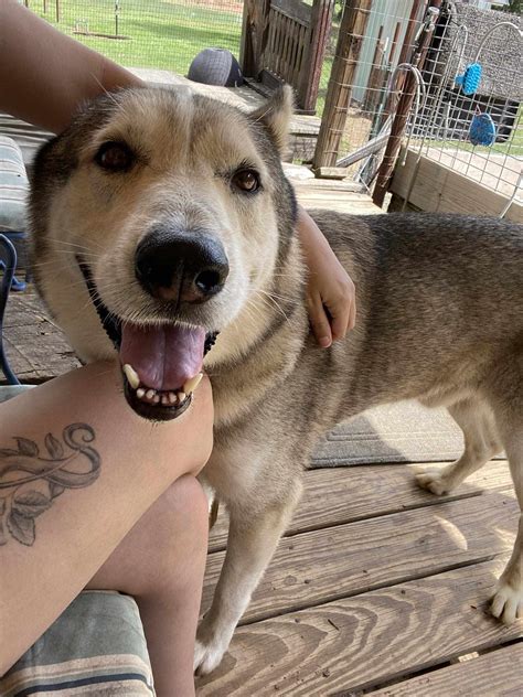 Dog for adoption - Bud, a Siberian Husky & Alaskan Malamute Mix in