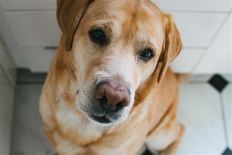 Labrador Welpe Gewicht Tabelle & Entwicklungs-Guide