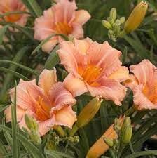 EveryDaylily Cerise - TomKert Kft.