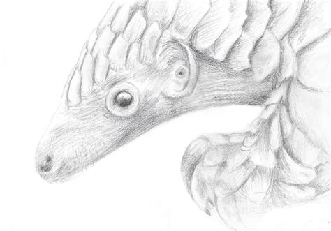 Pangolin Sketch at PaintingValley.com | Explore collection of Pangolin