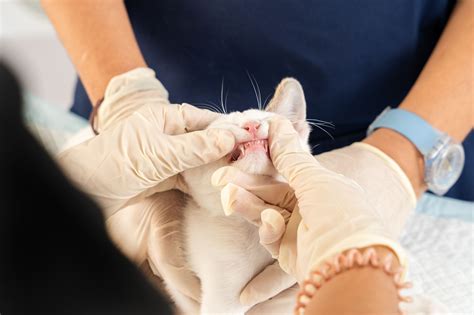 Why Does My Cat Have Bad Breath? Causes and Cures