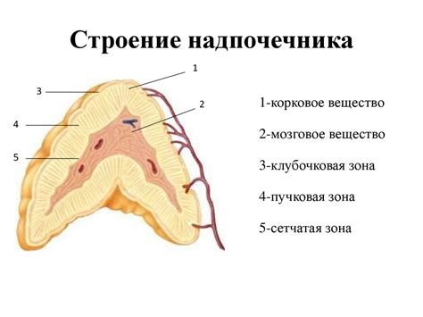 Гормоны коры надпочечников и их эффекты в организме - online presentation
