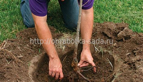 Посадка деревьев. Помощь специалистов