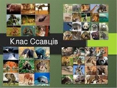 Ссавці - YouTube