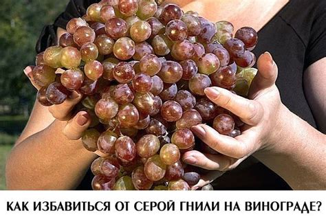 Календарь садовода КАК ИЗБАВИТЬСЯ ОТ СЕРОЙ ГНИЛИ НА ВИНОГРАДЕ ...