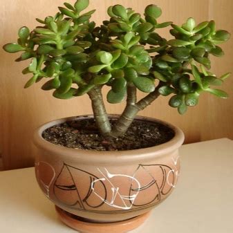 Money tree (60 photos): what does Crassula (fat woman) look like and ...