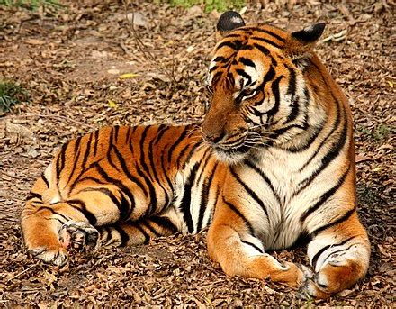 Tiger - Wikipedia