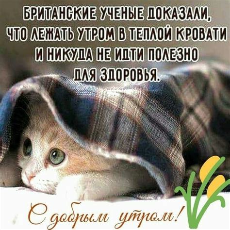 Пин от пользователя bos на доске доброе утро | Доброе утро, Кошачьи ...